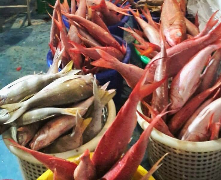 Pemkot  Tual Siap Ekspor 15 Ton Ikan Segar  Langsung Ke Vientam