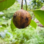 Nasib Petani Pala Banda di Tengah Krisis Iklim:  Harga Melambung Saat Panen Seret