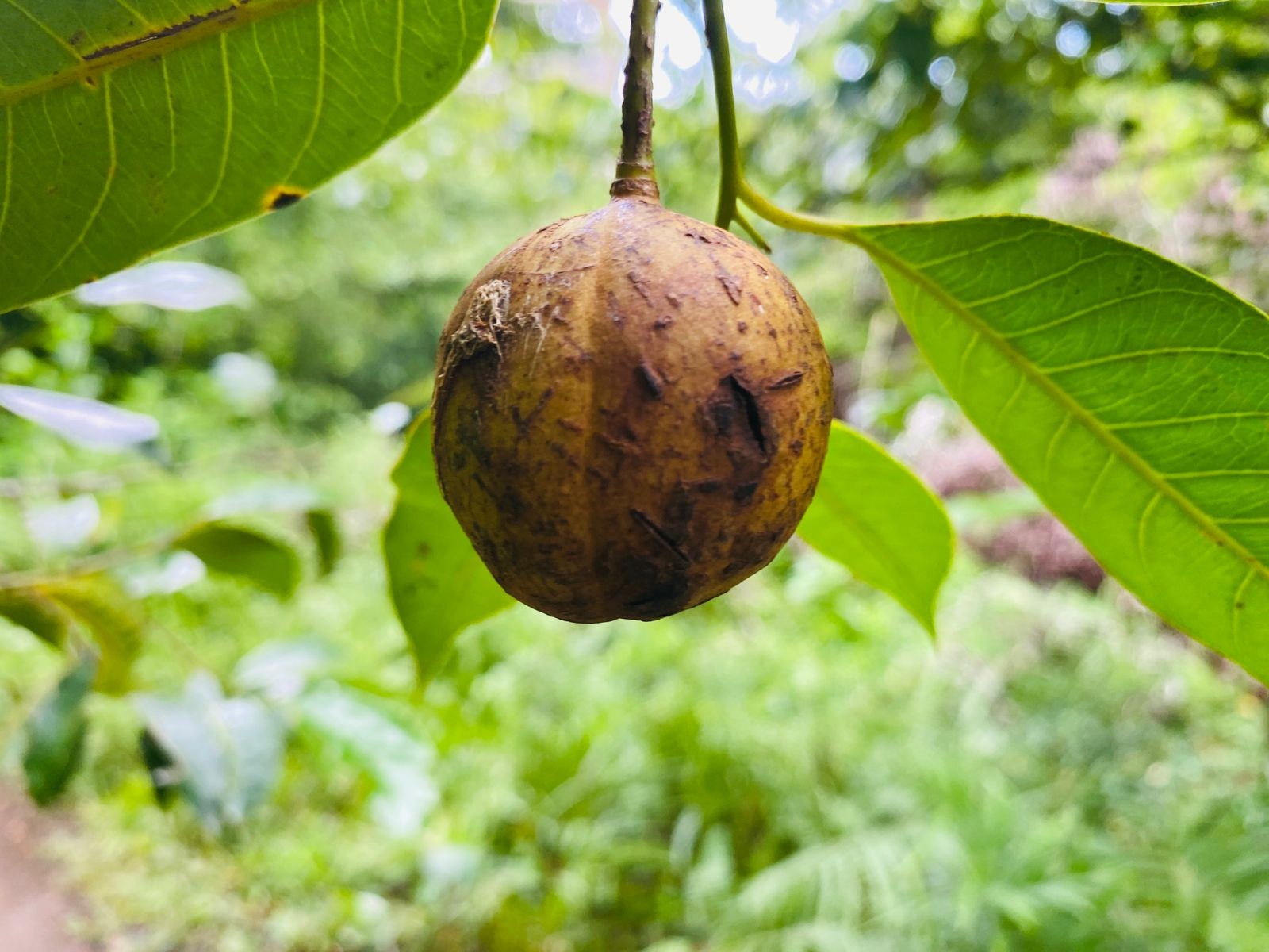 Nasib Petani Pala Banda di Tengah Krisis Iklim:  Harga Melambung Saat Panen Seret