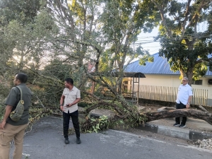 Pohon Roboh Blokir Jalan, Aksi Cepat Bupati Thaher Tuai Pujian Warga