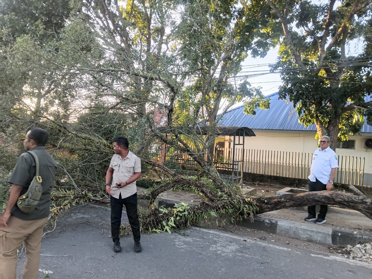 Pohon Roboh Blokir Jalan, Aksi Cepat Bupati Thaher Tuai Pujian Warga